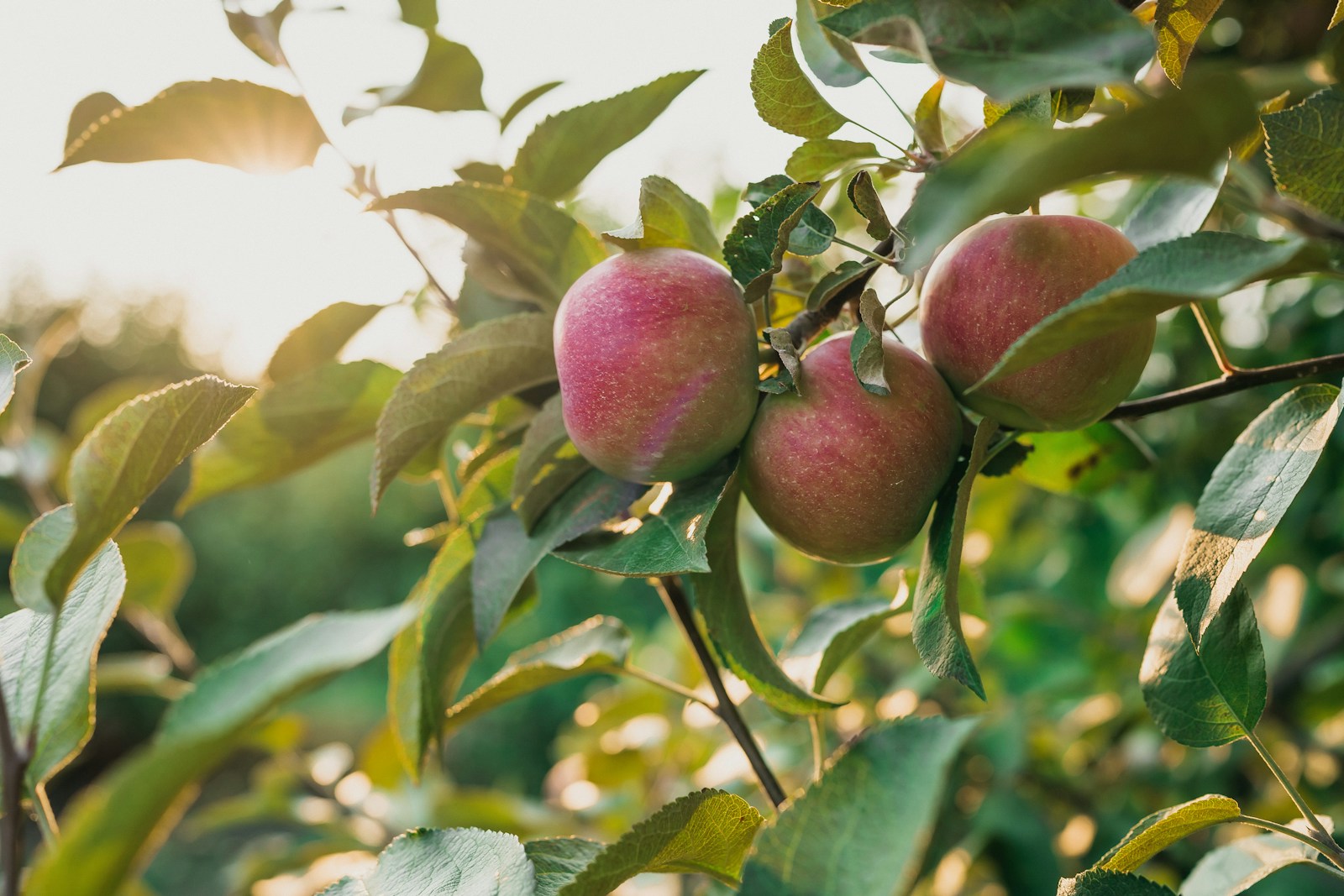 Sunlit apples in a Warwick, New York orchard, photographed by Brian Wegman